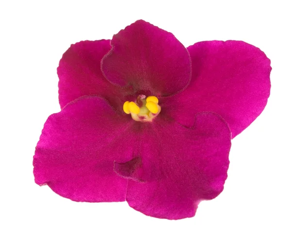Bright pink five petals violet — Stock Photo, Image