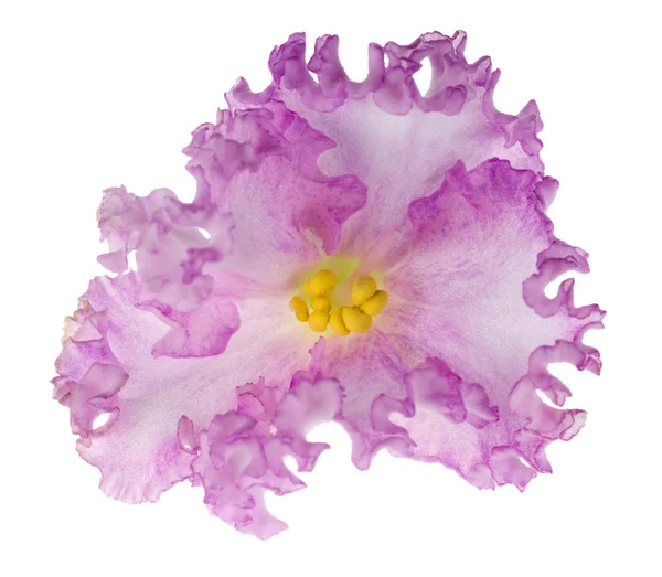 Very curled light pink violet — Stock Photo, Image