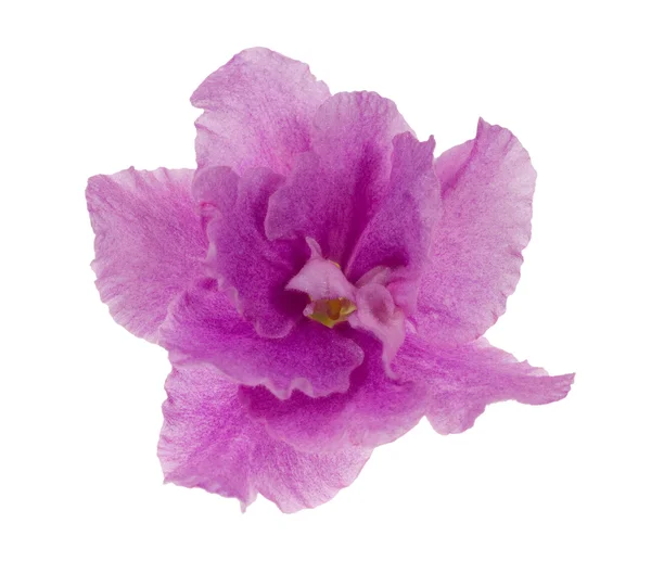 Macro de flor violeta lila aislada —  Fotos de Stock