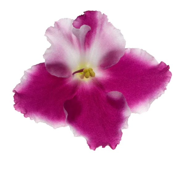 Viola isolata bianca e viola — Foto Stock