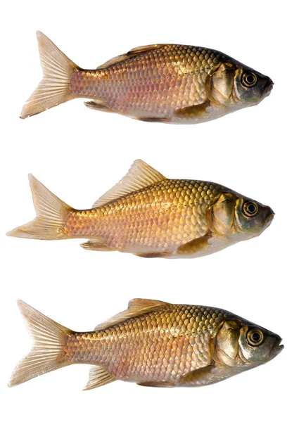 Set of three crucian carps — Stock Image Set of three crucian carps Stock Image