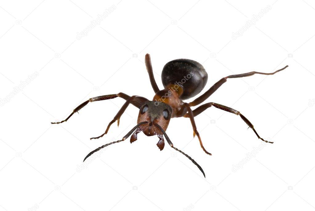 Brown big isolated ant