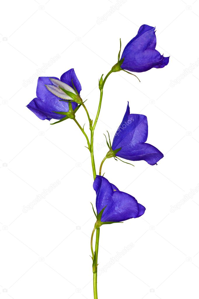 Isolated four flowers blue campanula