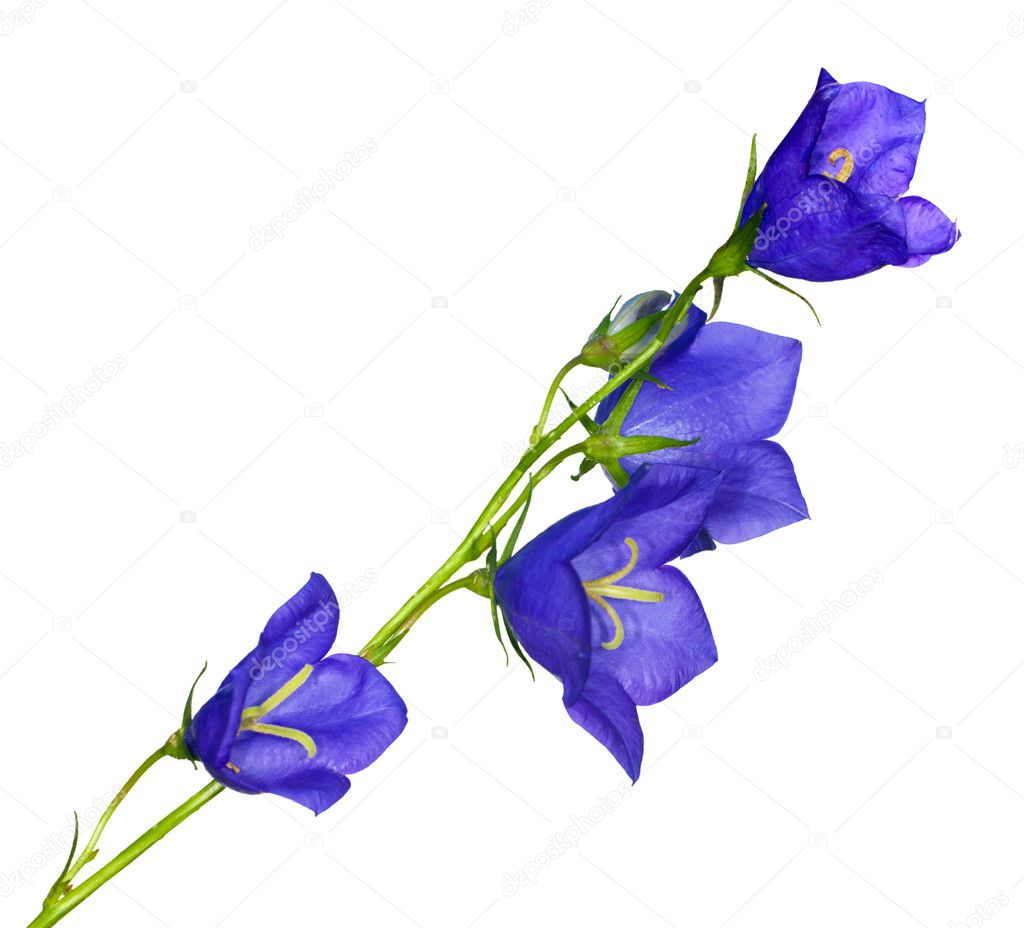 Four blue campanula flowers
