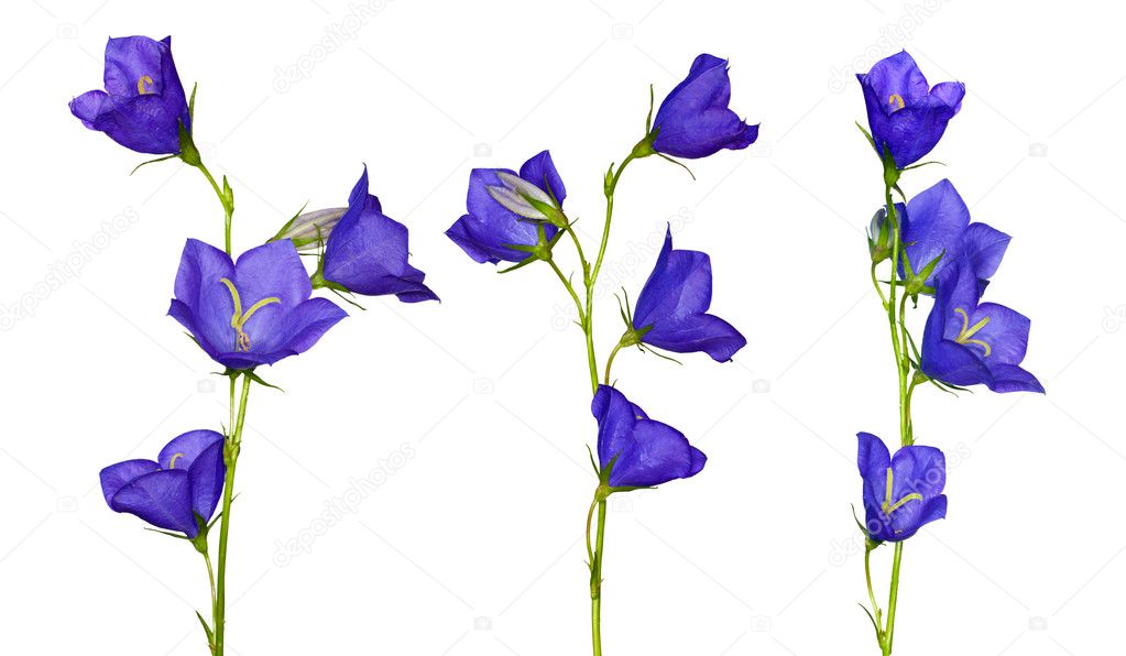 Set of blue campanula flowers