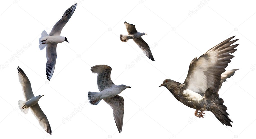 Set of flying birds isolated on white