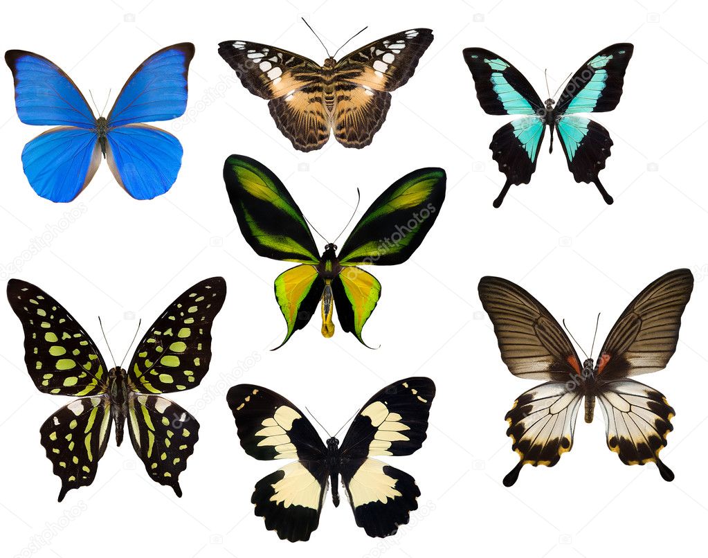 Seven tropical butterflies
