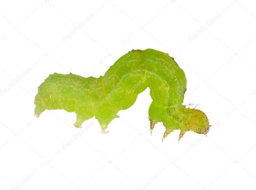 Small green isolated caterpillar