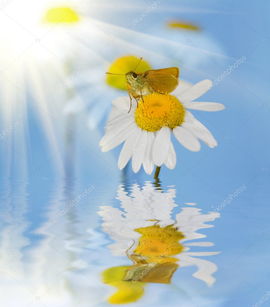 Butterfly, camomile and reflection