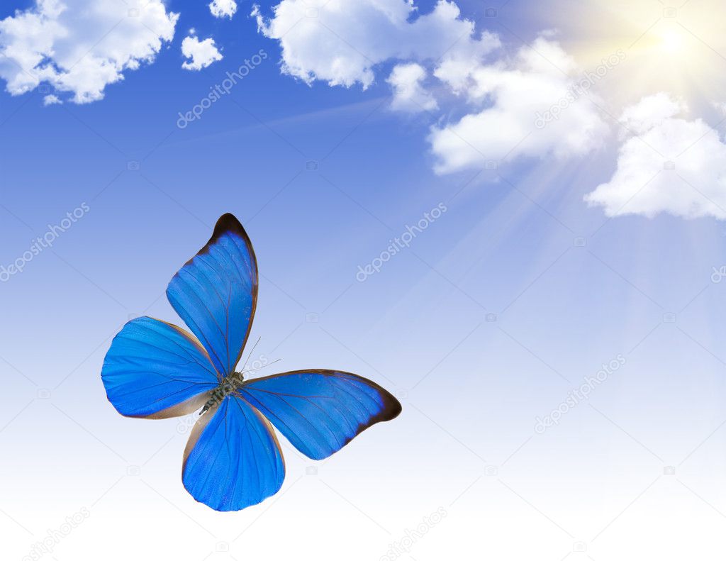 Blue butterfly under bright sun