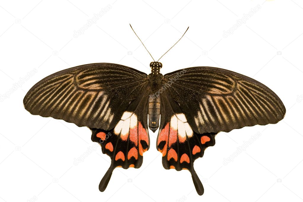 Papilio polytes isolated on white