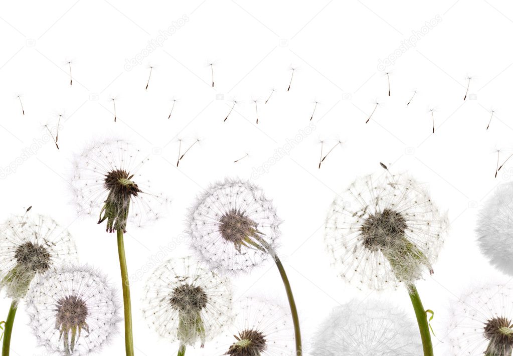White dandelions field