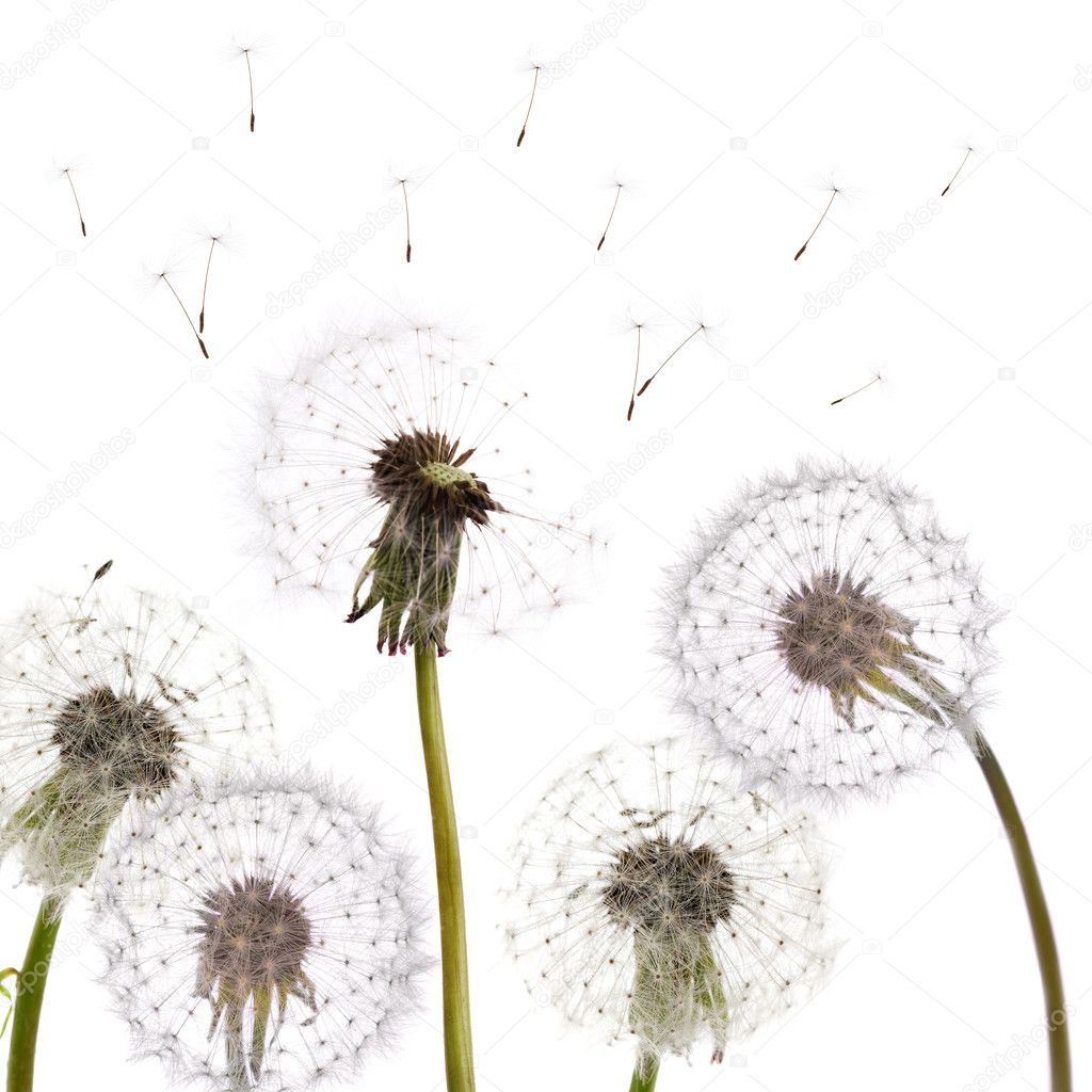 Group of isolated dandelions