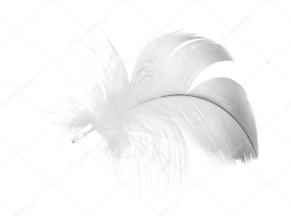 Gray furry feather on white