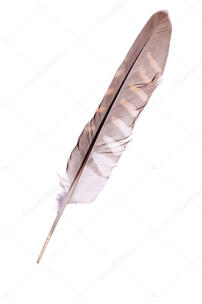 Cuckoo isolated on white feather