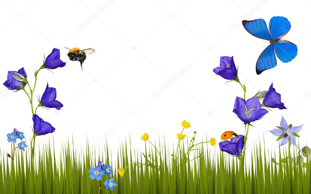 Flowers and insects isolated on white