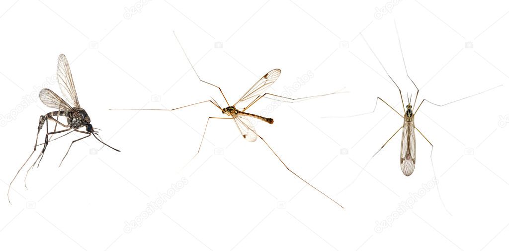 Three mosquitoes isolated on white