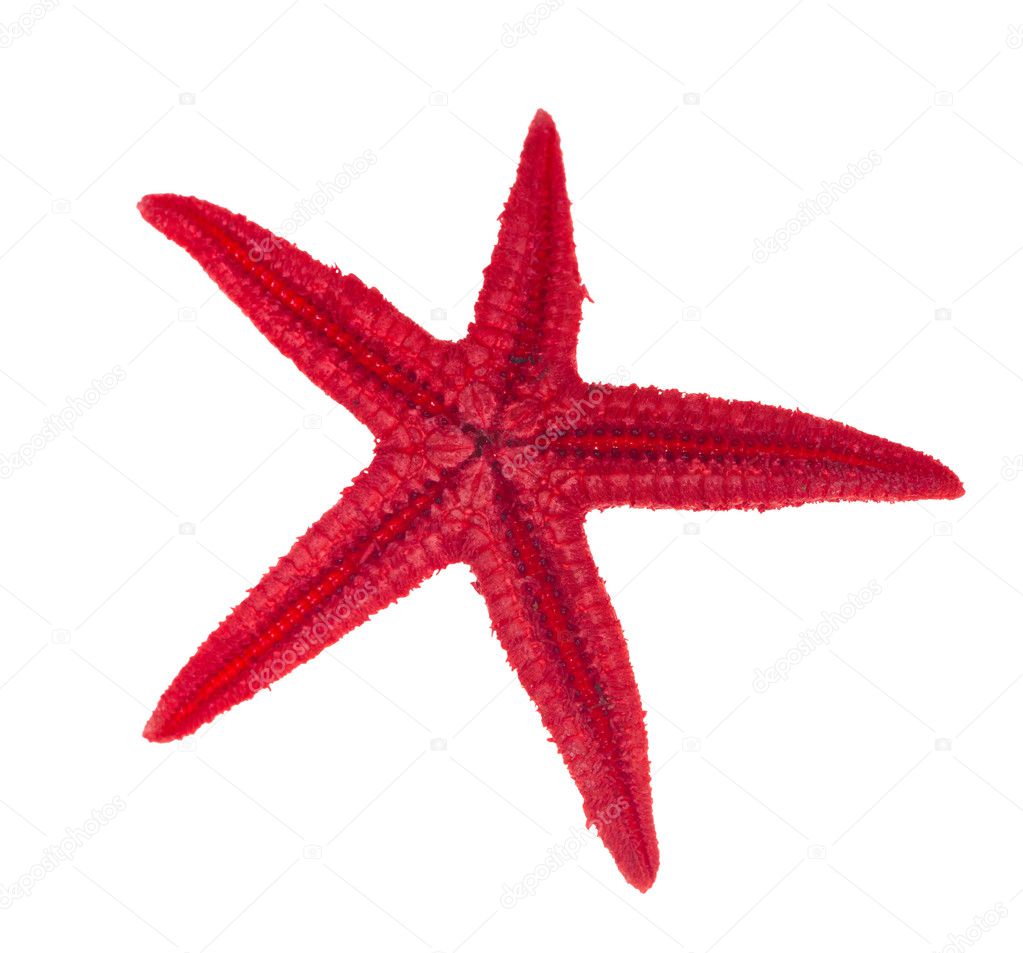Red starfish isolated on white