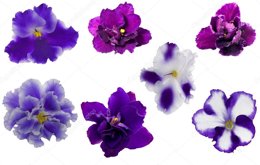 Blue violet flowers collection