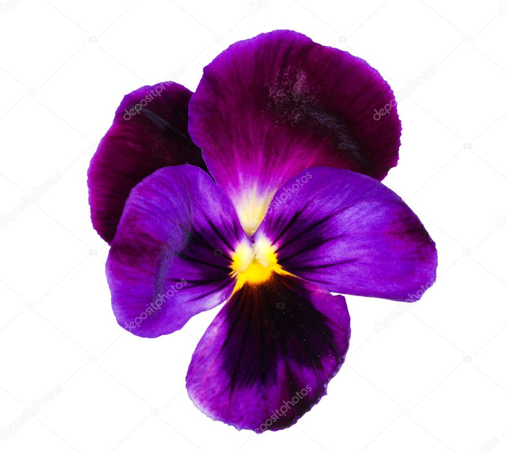 Dark blue pansy isolated on white