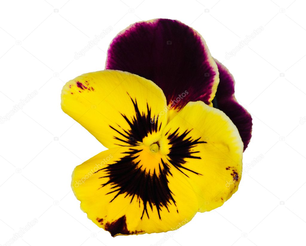Dark purple and yellow pansy on white