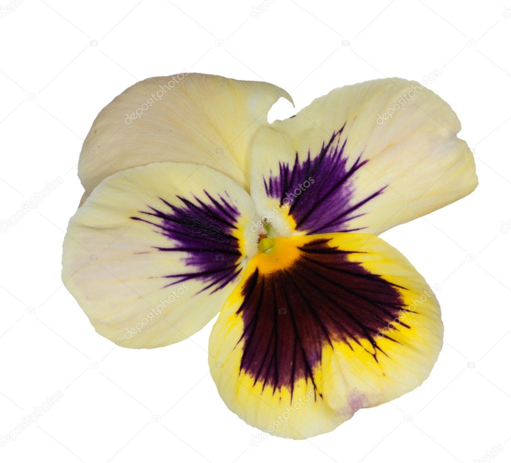 Light yellow and blue pansy on white