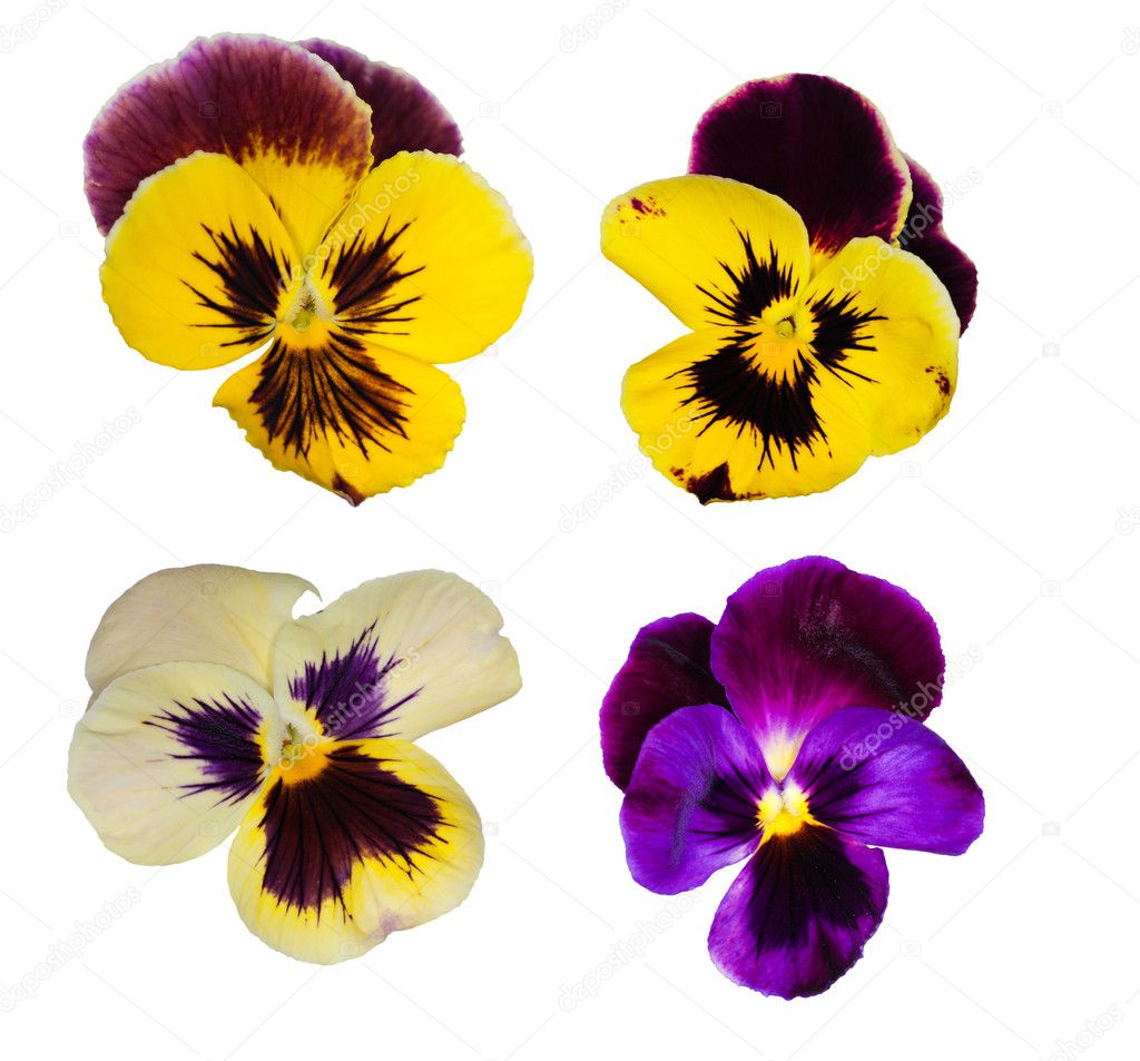 Set of four pansy flowers