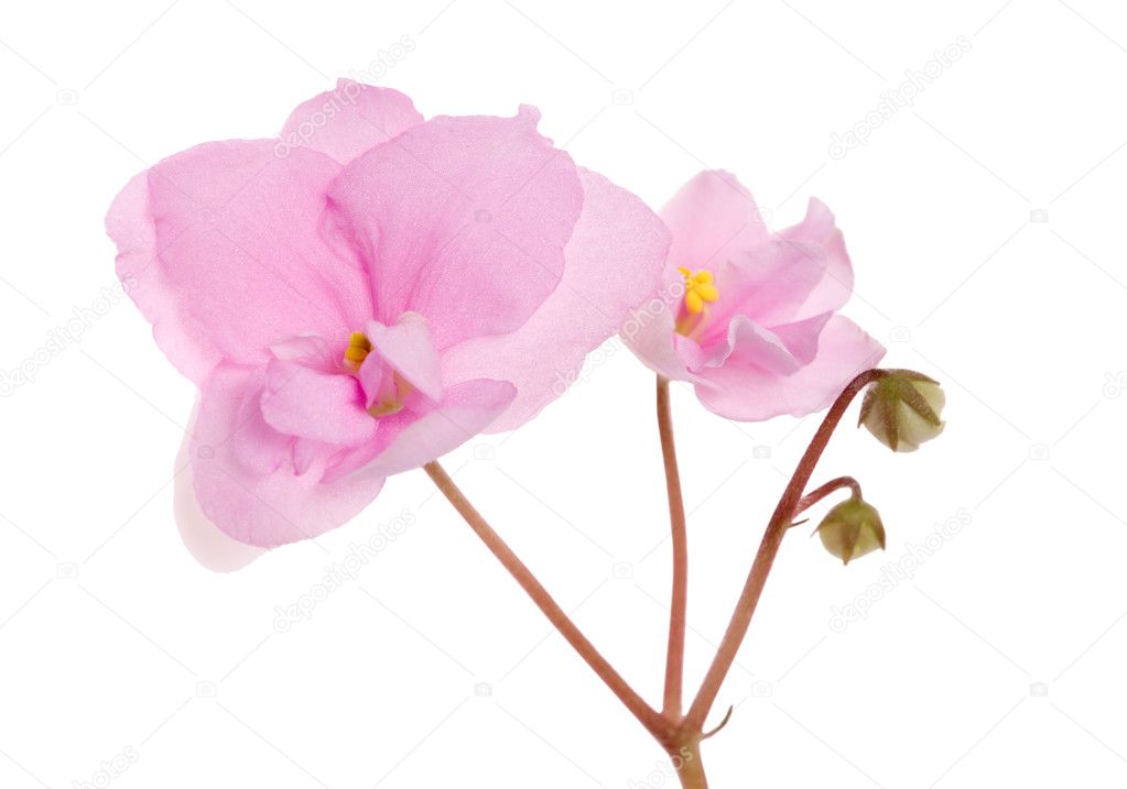 Two pink violets branch