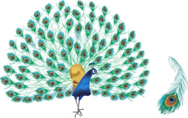 peacock and single feather on white clipart