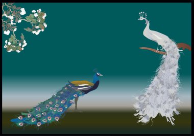 white and blue peacocks clipart