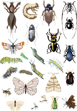 Yirmi beş böcekler renk koleksiyonu