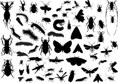 birçok farklı izole böcekler