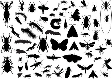 many different isolated insects clipart