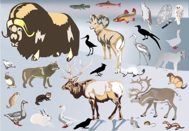 set of north animals clipart