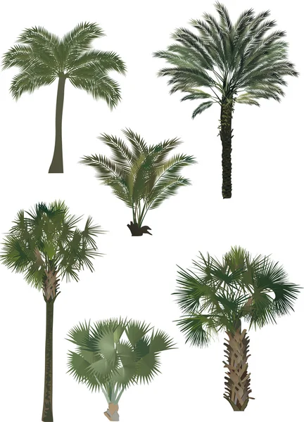 Palmen in sechs Farben — Stockvektor