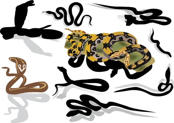 Набір ізольованих змій — стоковий вектор