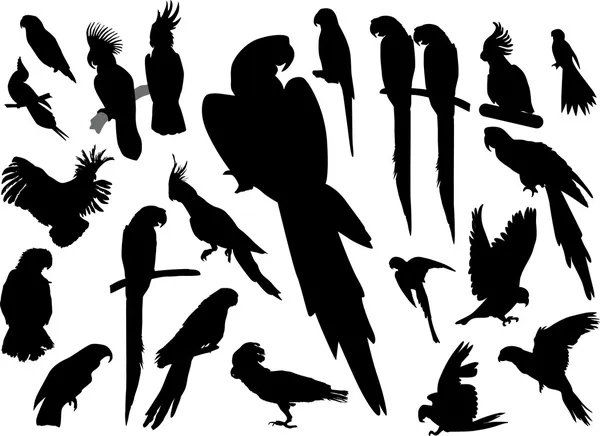 Collection de perroquets isolés noirs — Image vectorielle