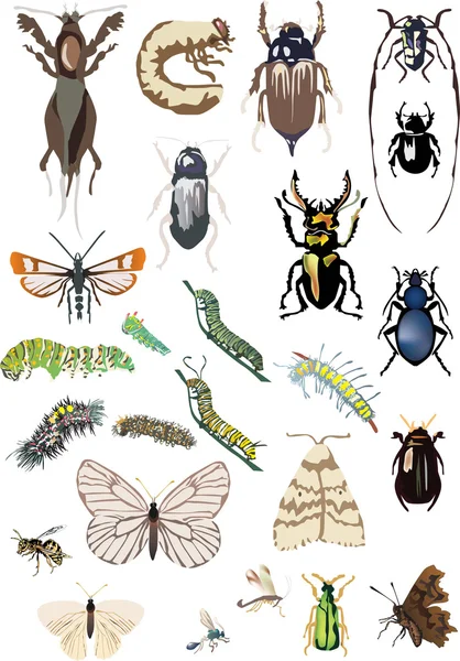 Colección de veinticinco insectos de color — Vector de stock