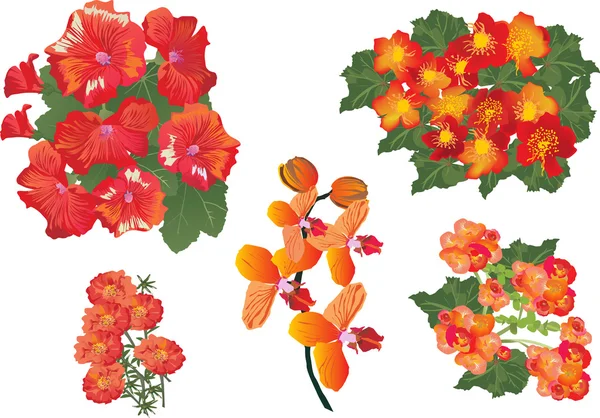 Conjunto de flores naranjas aisladas — Vector de stock