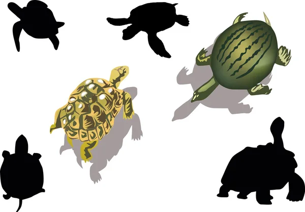 Set of turtles isolated on white — Stock Vector