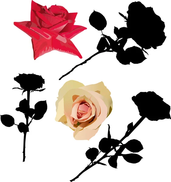 黒と色のバラ コレクション — ストックベクタ