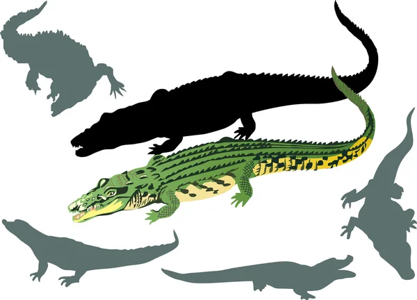 Krokodiler på vita illustration — Stock vektor