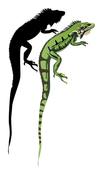 Iguane et son ombre sur blanc — Image vectorielle