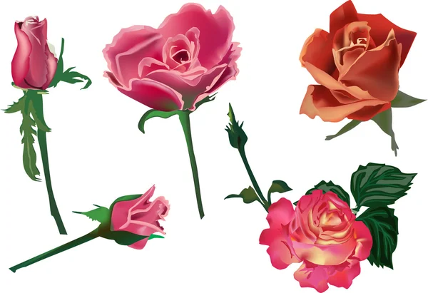 Set von fünf Rosenblüten isoliert auf weiß — Stockvektor