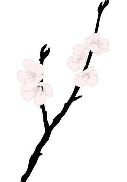 Sakura branch with five light pink flowers — Stock Vector