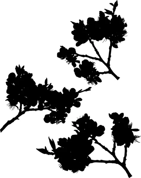 Three sakura branch silhouettes set — Stock Vector