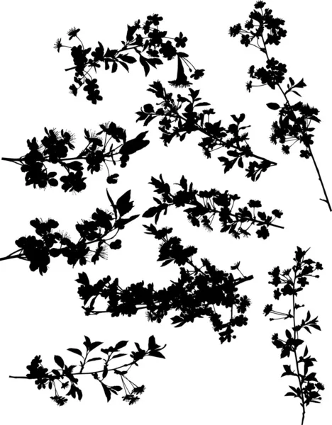 Nine cherry tree branch silhouettes — Stock Vector