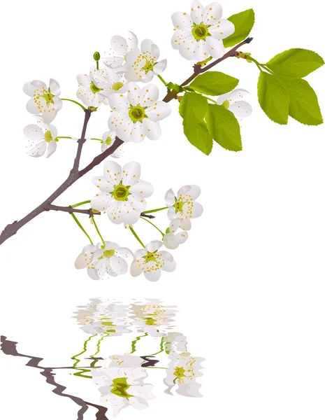 White cherry tree flowers with reflection — Stock Vector
