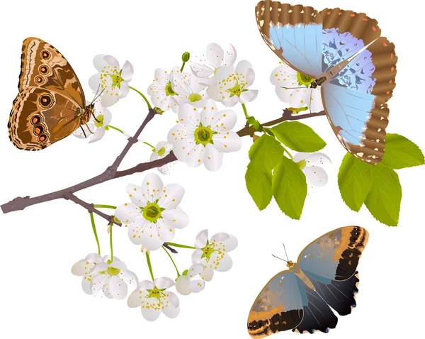 Rama de cerezo con tres grandes mariposas — Vector de stock