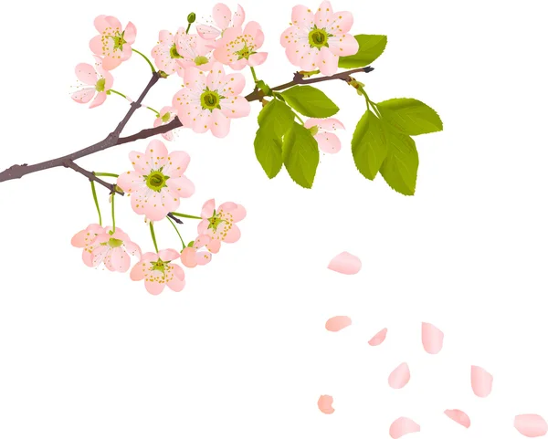 Pink cherry flowers and falling petals — Stock Vector